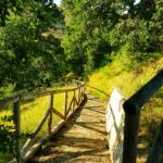 Strada per il bosco - ph Mino D'Amelio